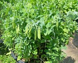 50 Seeds Sugar Pod Snow Peas Seeds Organic Spring Fall Vegetable Garden ... - £7.20 GBP