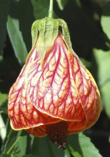 Abutilon Pictum Flowering Nabob &amp; Parlour Maple 10 Seeds Fresh Seeds - £20.29 GBP