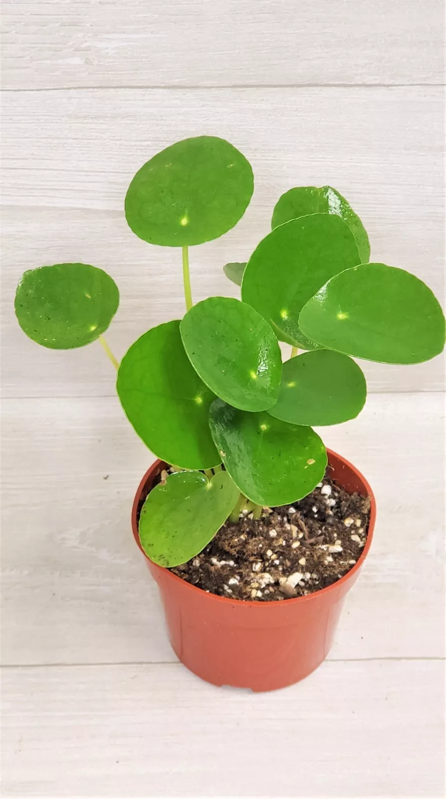 Pilea Peperomioides,Chinese Money Plant, UFO Plant ,Lefsi Plant live in ... - $36.98