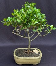 Flowering Tropical Dwarf Apple Bonsai Tree  Extra Large   (clusia rosea &#39;nana&#39;)  - £79.89 GBP