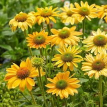 Fresh 50 Mellow Yellow Coneflower Seeds Echinacea Flowers Seed Flower 1224 US Se - $11.48