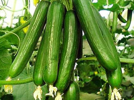 Semilir 19 Seeds Beit Alpha Cucumber Seeds Persian/ Lebanese Heirloom Organic Fr - £6.79 GBP