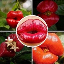 50Pcs Sexy Red Lip Flower Seeds Park Plant Psychotria Elata Seeds Usa Fast Shipp - £7.56 GBP