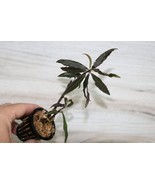 LABISIA SP. NORTHERN THAILAND COMPANION PLANT POTTED - $39.00