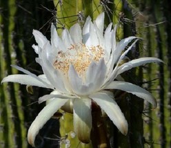 Stetsonia coryne @ Toothpick Cactus Argentine columnar cacti rare seed 20 SEEDS - £6.93 GBP