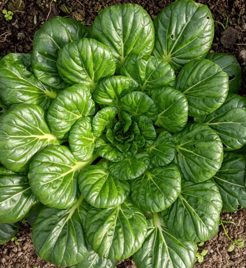 Tatsoi Mustard Greens Japanese Tasai Chinese Spinach Lettuce Easy To Gro... - $12.89