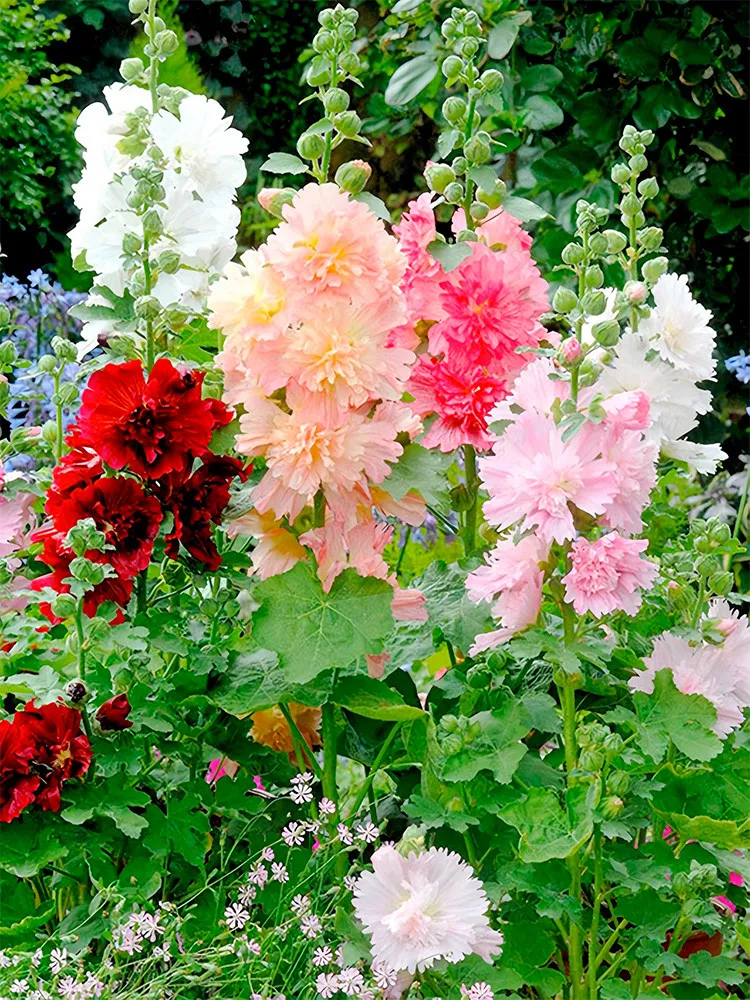 Alcea Mixed, Double Flowers 100 seeds - £8.64 GBP