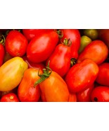 50+ Fresh 2022 Organic Non-GMO Roma Tomato Seed Massachusetts Acclimated  - $3.00