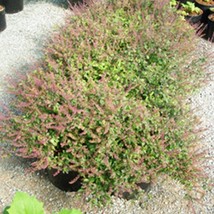 Amrita Tulsi Holy Basil Seeds Ocimum Sanctum 10 Seeds Gardening USA SELLER - £22.35 GBP