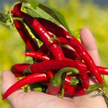 Szechwan Chile Plant Sichuan Chili Szechuan Oriental Cuisine Pepper Fast Ship Fr - £12.18 GBP