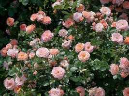 1 live plants Apricot Drift® Groundcover Rose - Starter Plant ( SM ) - £19.75 GBP