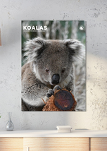 Koalas Calendar 2026 - $19.99