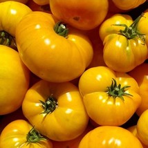 Azoychka Tomato Seeds Gardening Usa Seller - £3.92 GBP