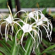 100 Seeds Spider Lily And Lily Fragrance Ornamental Plants Seeds White Flowers G - £6.58 GBP