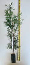 Western Red Cedar Tree (Thuja plicata) -3 Yr Old Potted Seedling 24&quot; - 30&quot; Tall - £26.07 GBP+