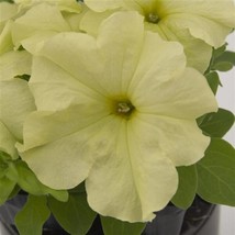 50 Pelleted Seeds Pretty Grand Mellow Yellow Petunia Seeds - £23.96 GBP