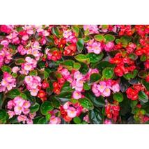 25+ Bedding Begonia Seeds – Easy Annual Flowers for Garden Borders - $16.50