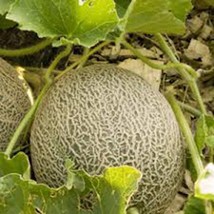 Muskmelon Seed, Edisto 47 Sweet, Heirloom, Organic, Non Gmo, 500 Seeds, Mellon - £7.18 GBP