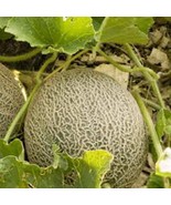 MUSKMELON SEED, EDISTO 47 SWEET, HEIRLOOM, ORGANIC, NON GMO, 500 SEEDS, ... - £7.04 GBP