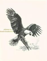 # 127 BALD EAGLE &amp; CHICKS wildlife art print * pen &amp; ink drawing by Jan ... - $12.50