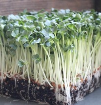 Organic Daikon Radish Microgreen Heirloom Non GMO To Sprout Bulk Seeds - $171.34 MXN