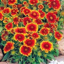 200 Blanket Flower Seeds Native Wildflower Perennial Drought Heat Container Easy - $8.35