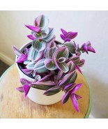 Tradescantia Bubblegum Starter Plant New Fresh  - $59.98