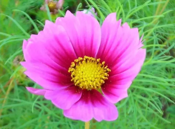 Top Seller 150 Pink Cosmos Radiance Bipinnatus Flower Seeds - $14.60