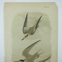 Bird Lithograph Print Least Tern after John James Audubon Antique 1890 - £16.07 GBP