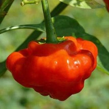 Red Mushroom Pepper Seeds Hot Organic US Fast Shipping - $1.98