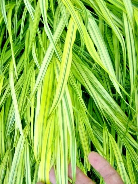 30 Aureola Japanese Forest Grass Seeds Hakonechloa Macra &#39;Aureola&#39; Fresh Garden - £10.22 GBP