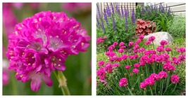 Armeria Pink Sea Thrift Live Starter Plant Gardening - £27.70 GBP