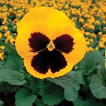 USA Seller Pansy Seeds 50 Pansy Delta Gold With Blotch - £13.46 GBP