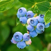 Fresh New 50 Southern Highbush Blueberry Prestratified Vaccinium Corymbosum Blue - £11.13 GBP