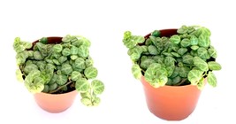 Live Plant String of Turtles Plants Peperomia Prostrata - £38.53 GBP