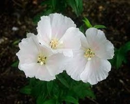 Godetia White Clarkia amoena 300 Seeds Free Shipping - $75.58 MXN