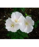 Godetia White Clarkia amoena 300 Seeds Free Shipping - $5.44 CAD