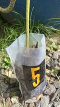 Exact plant #5 Royal Empress Tree 2 year old, Paulownia tomentosa - $125.00