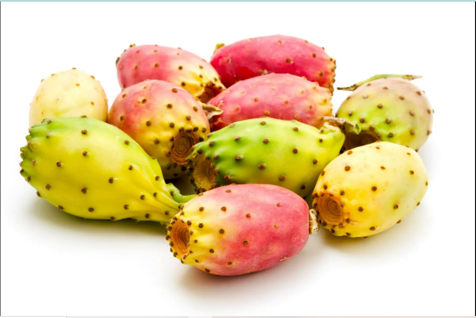 10 Cactus Pear {Opuntia ficus-indica} seeds - $7.20