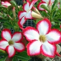 SR12Store 4 White Red Desert Rose Seeds Adenium Obesum Flower Exotic Seed Flower - £6.79 GBP