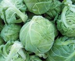 Catskill Brussels Sprouts Seeds 500 Seeds Non Gmo Fast Shipping - $8.99
