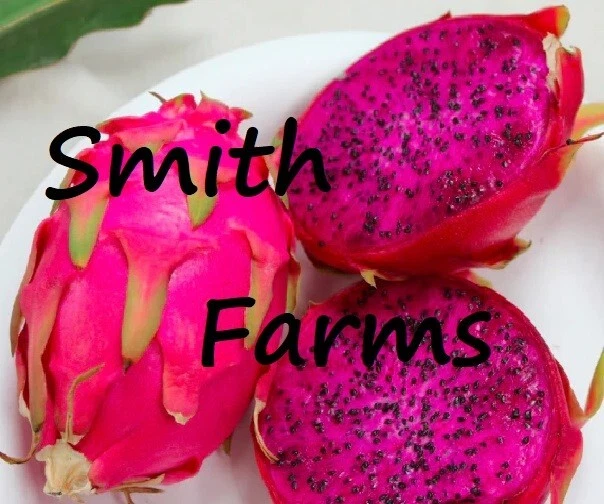 30+ Seeds Solid Pink Dragon Fruit Flower Plant - $11.39