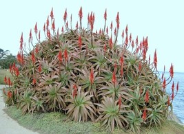 Semilir 10 Seeds Store Aloe Arborescens Kranz Vera Healing Medicinal Succulent R - £12.52 GBP