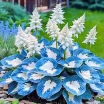 Hosta Plant seeds, Suitable For Home Garden Planting - $7.00