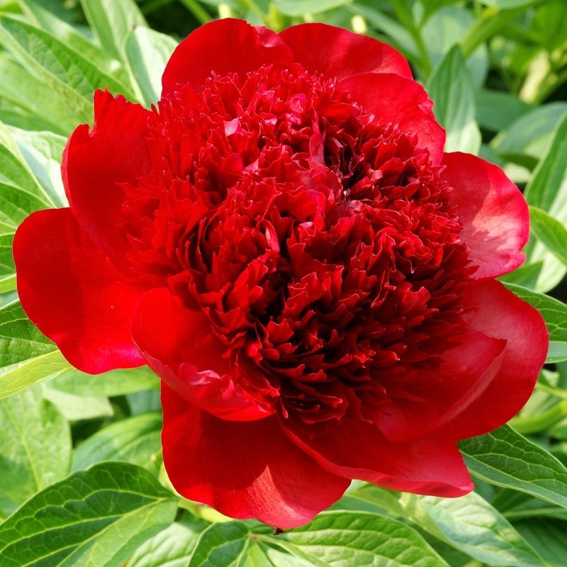 MBK Peony Red Charm Plant Division  Red Flower Easy to Grow - $78.50