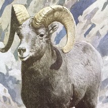 Big Horn Mountain Sheep Zoological Park Society Postcard Vintage New York USA - £9.83 GBP
