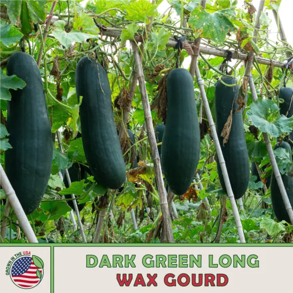 10 Dark Green Long Wax Gourd Fresh Seeds - £10.92 GBP
