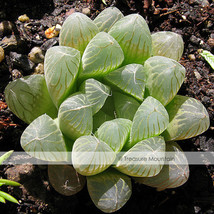 5 Seeds Variegated Haworthia Cooperi Pilifera Seed, Decorative Garden Flower - £23.75 GBP