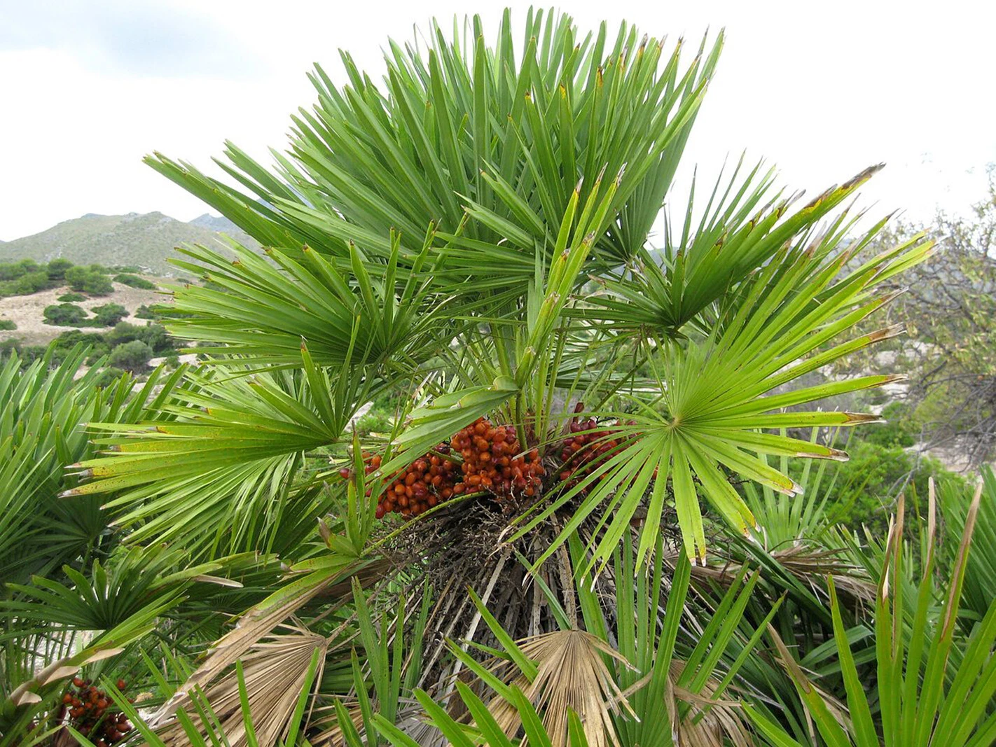 European Fan Palm, Chamaerops humilis, Tree Seeds (Evergreen, Fast, Showy) - $13.89