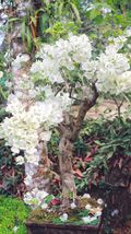 FREE SHIPPING 10 seeds White Orchid Tree Seed {Bauhinia alba} - £11.00 GBP